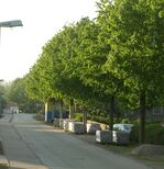 Am Morgen herrscht noch Ruhe in der Bergfelder Straße, doch ab 7.00 Uhr kommt es zu erhöhter Bautätigkeit mit LKW´s.