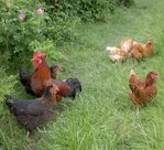 Hühner im Garten